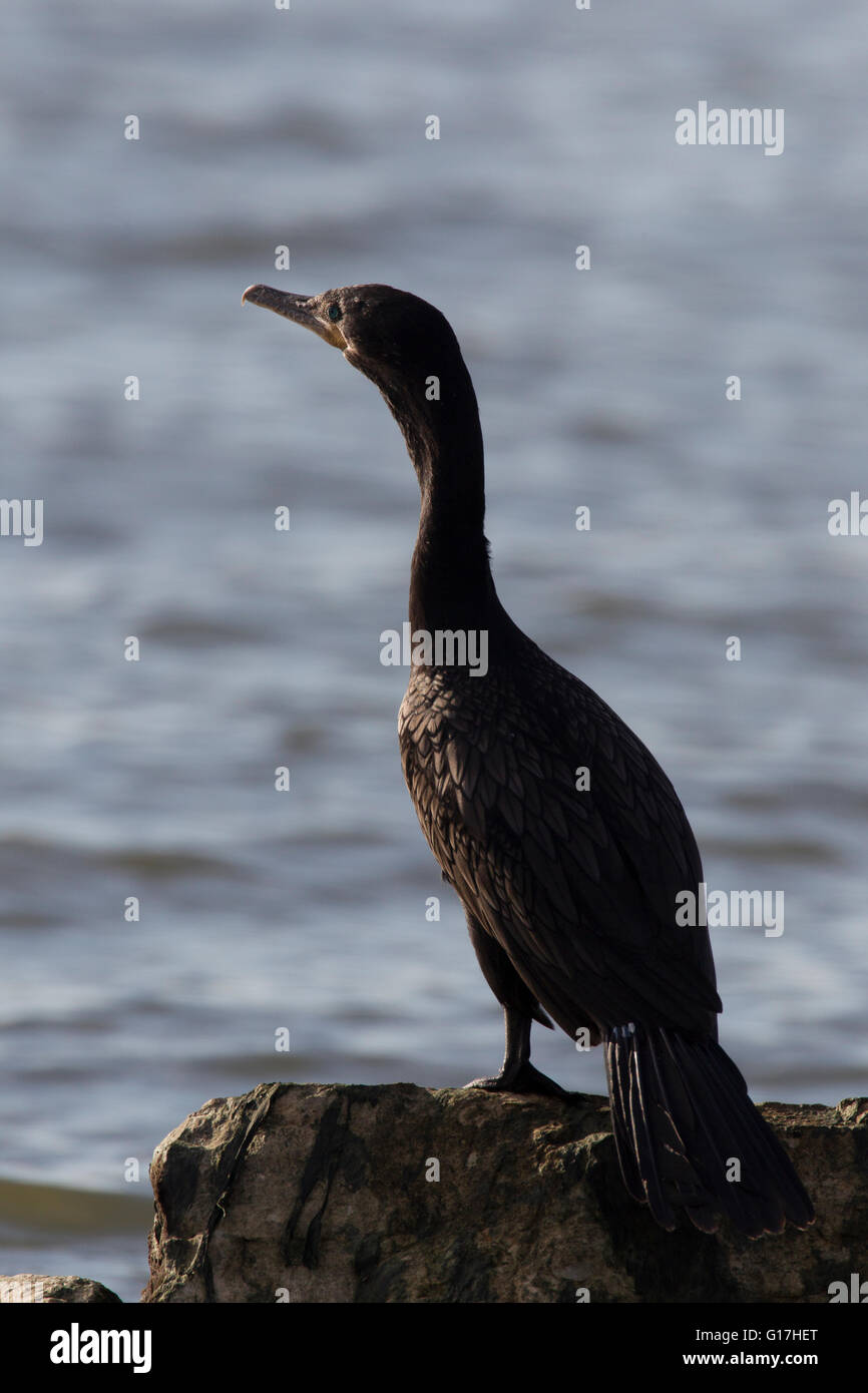 Cormoran vigua (Phalacrocorax brasilianus), situé sur la roche. Banque D'Images