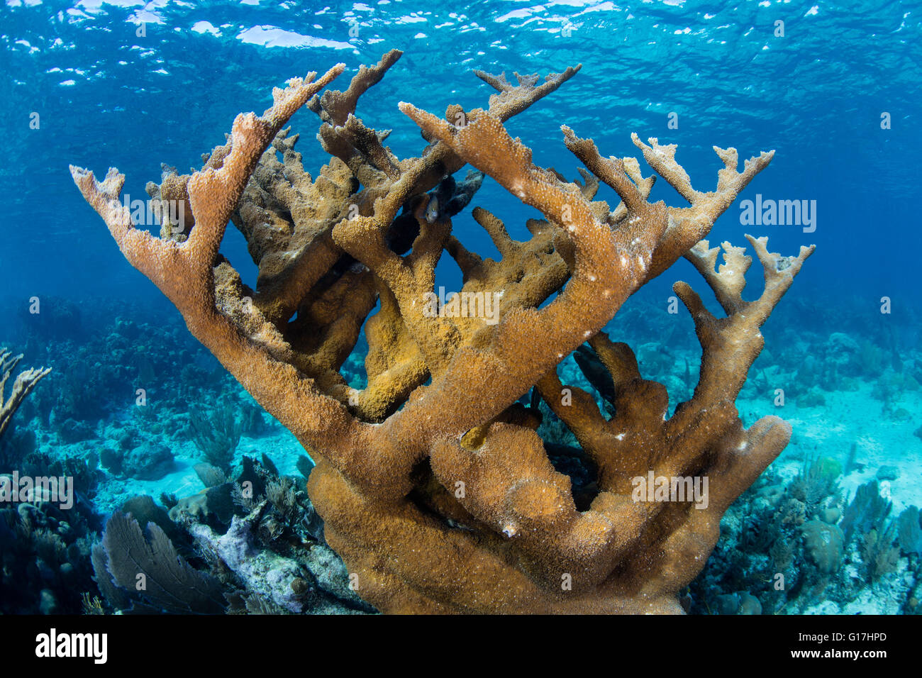 Une belle colonie de corail Elkhorn pousse dans les Caraïbes près de Belize. Cette région est connue pour sa biodiversité marine. Banque D'Images