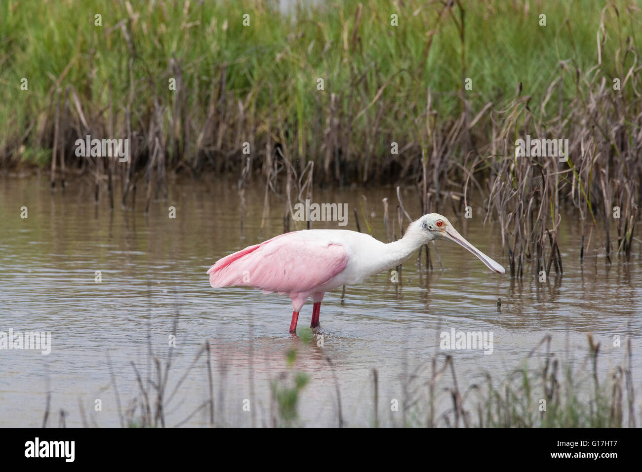 Roseate spoonbill (Ajaja ajaja) cherche de la nourriture dans le long des marais, chemin Davis Cameron, Cameron, la paroisse. Banque D'Images