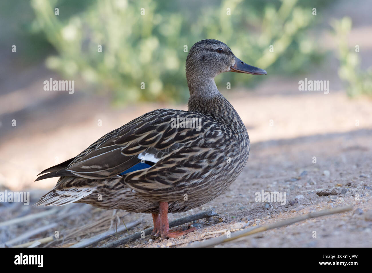 (Canard colvert, Anas platyrhynchos), Hen. Les bassins de gestion de la faune à Tingley Beach, Albuquerque, Nouveau Mexique, USA. Banque D'Images
