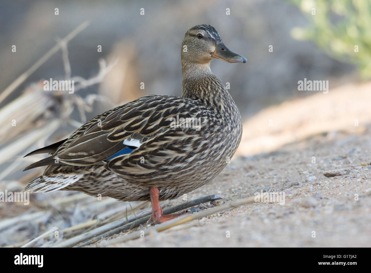 (Canard colvert, Anas platyrhynchos), Hen. Les bassins de gestion de la faune à Tingley Beach, Albuquerque, Nouveau Mexique, USA. Banque D'Images