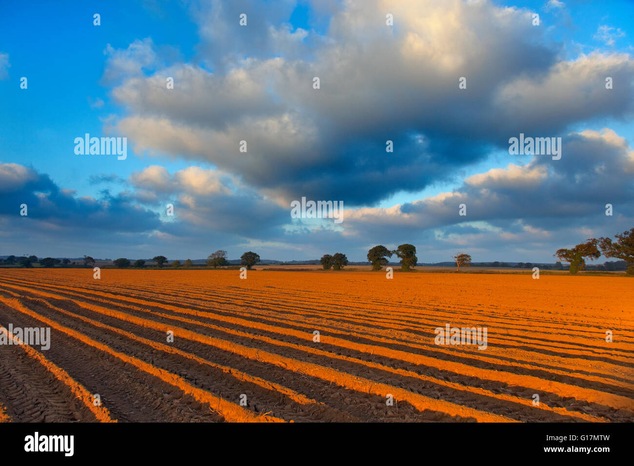 Crêtes de champ de pommes de terre près de Norfolk Hanworth soirée d'automne Banque D'Images