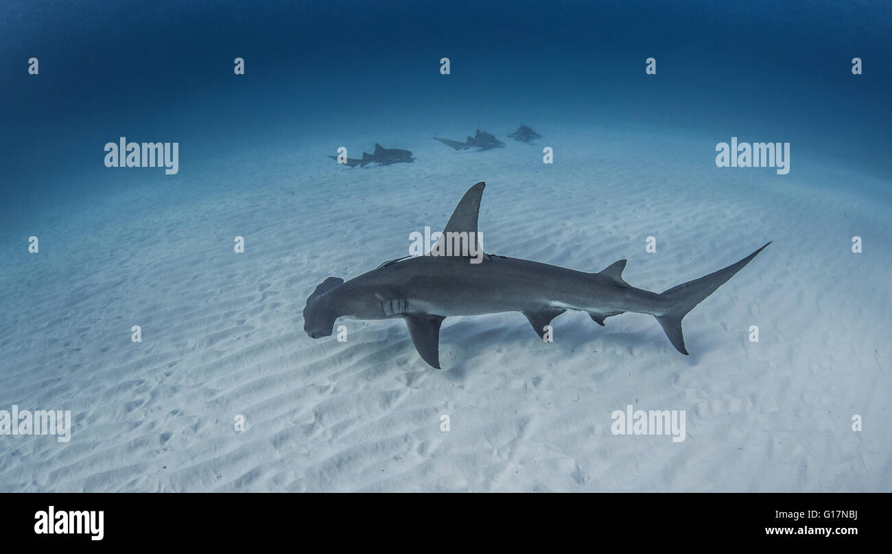 Grand requin marteau nager près des fonds marins, requins nourrice en arrière-plan Banque D'Images