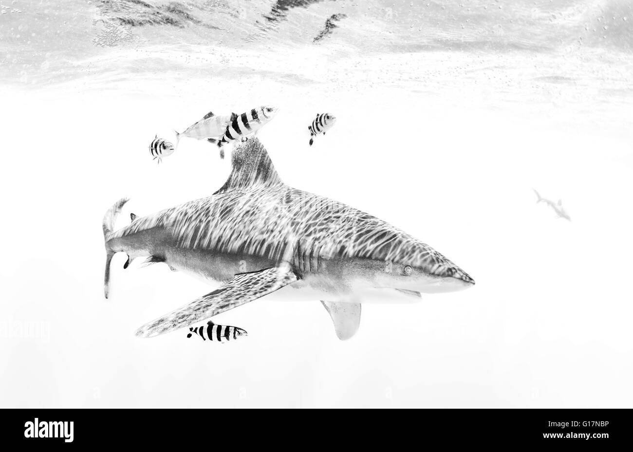 Requin océanique avec poisson pilote autour d'elle Banque D'Images