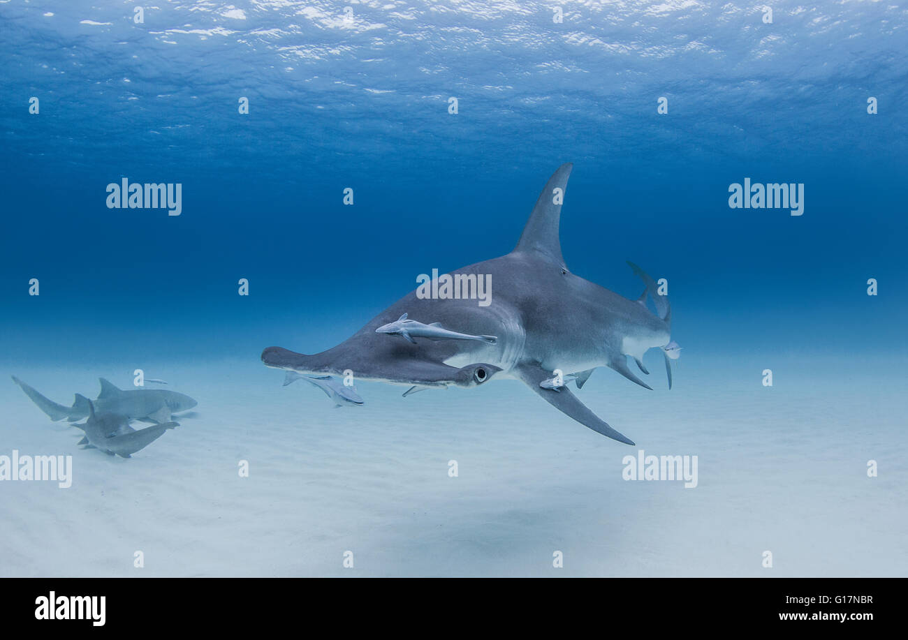Grand requin marteau avec requins nourrice à proximité Banque D'Images