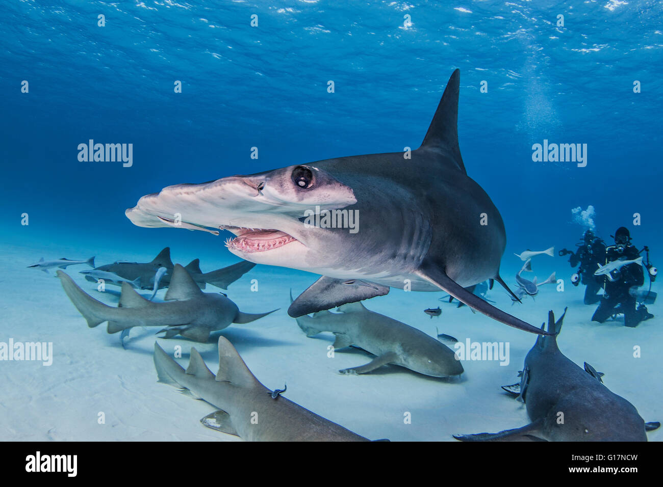 Grand requin marteau avec requins nourrice autour d'elle, les plongeurs en arrière-plan Banque D'Images
