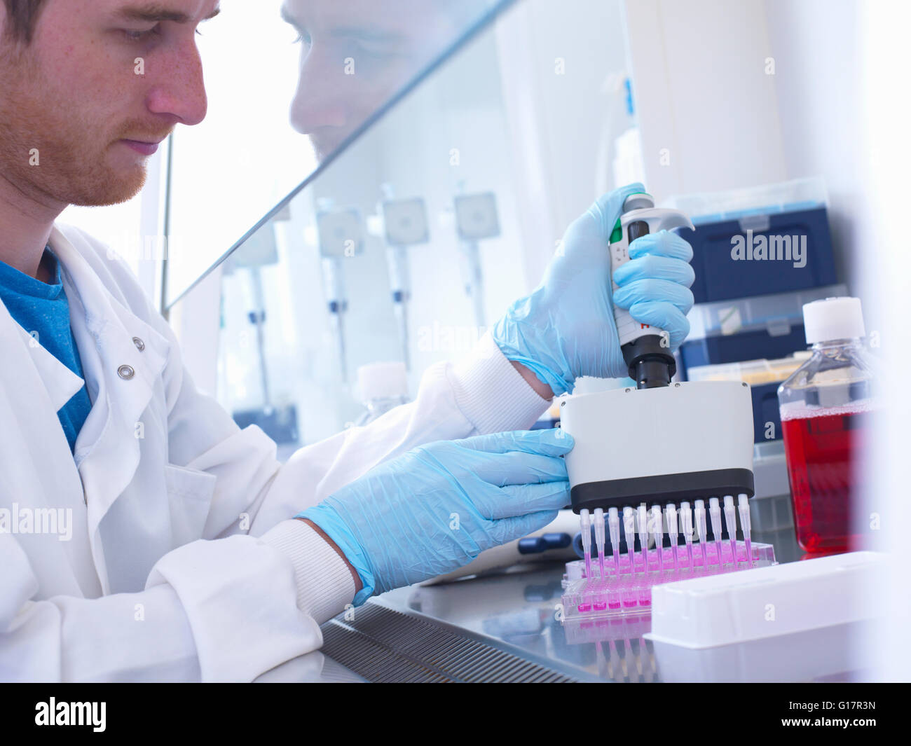 À l'aide scientifique et multi pipette pour remplir bien en multi plaque de sécurité biologique en laboratoire, Jenner Institute, Université d'Oxford Banque D'Images