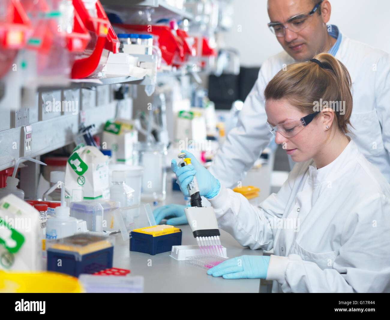 Scientist using pipette à canaux multiples pour remplir la plaque multi-puits pour l'analyse d'anticorps par ELISA assay, Jenner Institute, Université d'Oxford Banque D'Images