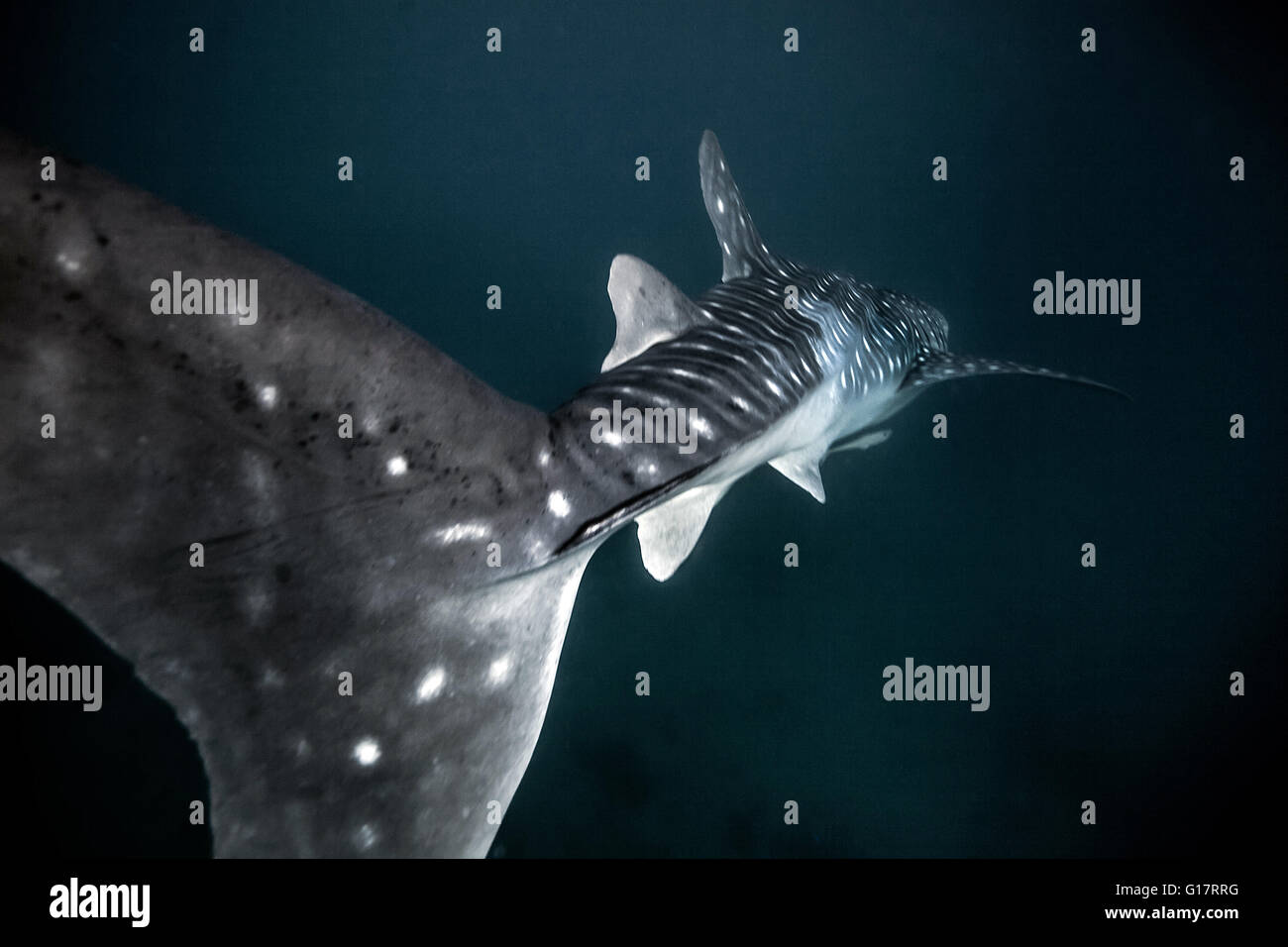 Requin-baleine (Rhincodon typus) nageant dans l'eau au large de l'île de Malapascua, Cebu, Philippines Banque D'Images