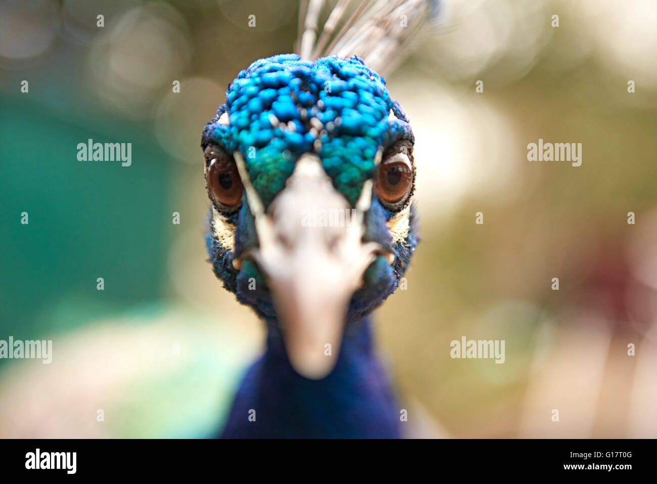 Close up portrait of staring blue peacock Banque D'Images