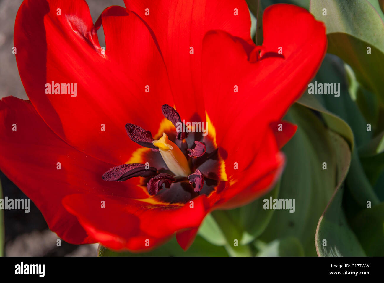 Tulipe rouge Close-Up Banque D'Images