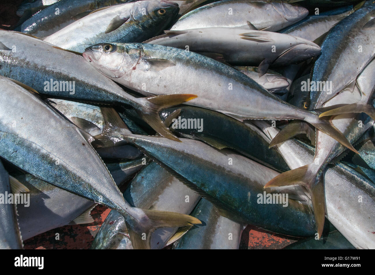 Déchargement des pêcheurs de thon Palometa Banque D'Images