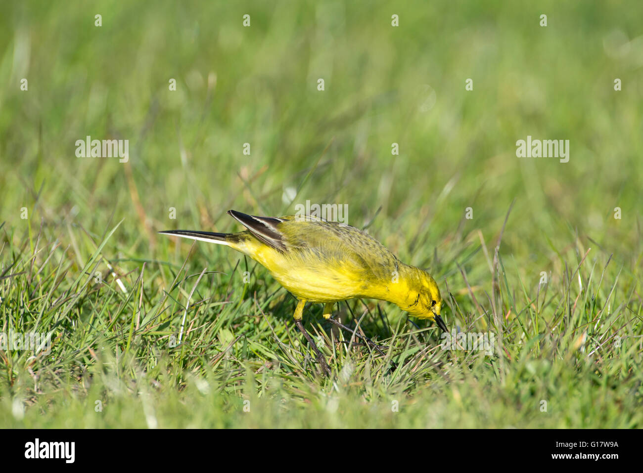 La bergeronnette printanière (Motacilla flava) mâles se nourrissent dans les pâturages. Banque D'Images