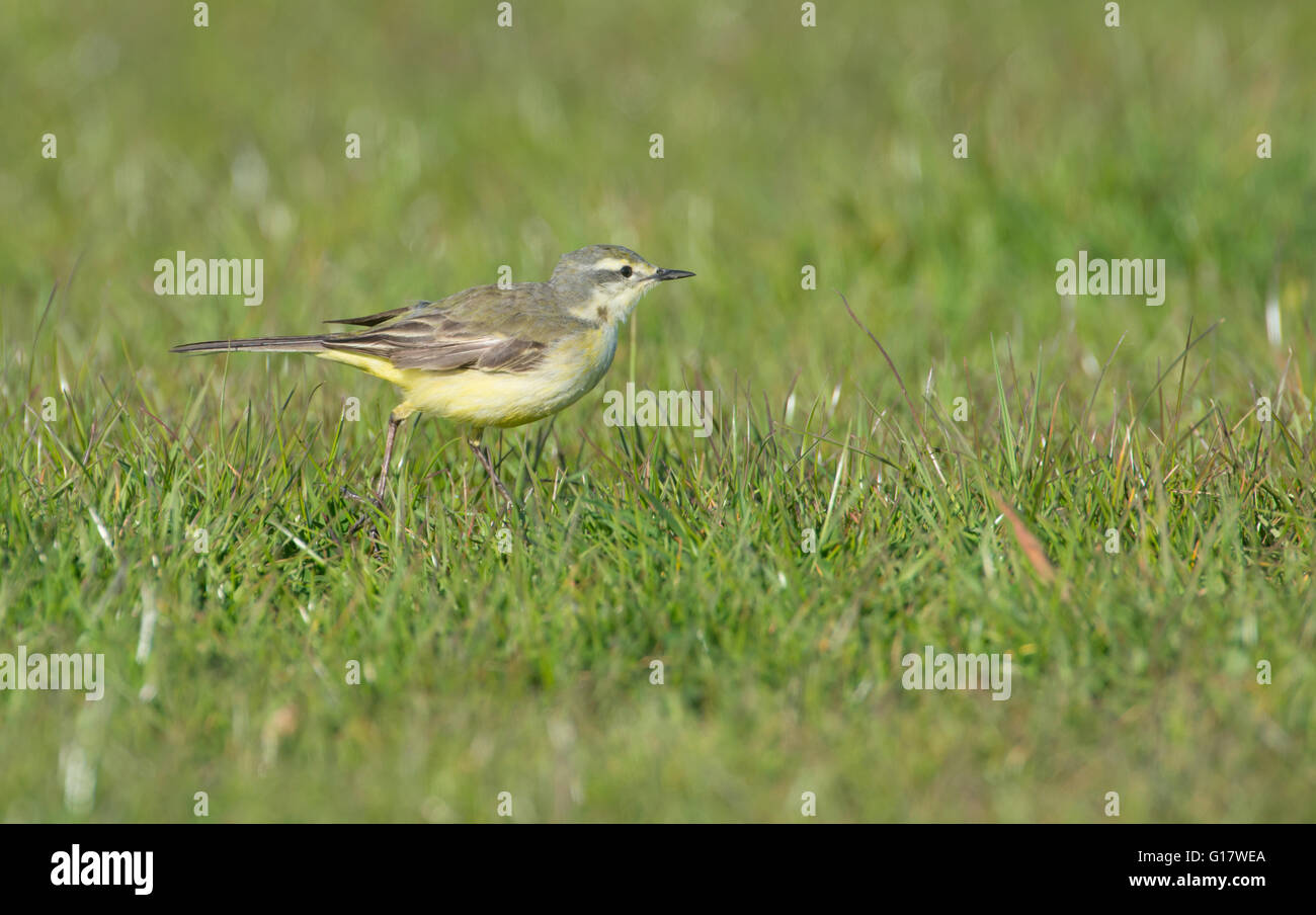 La bergeronnette printanière (Motacilla flava) féminin, se nourrissent dans les pâturages. Banque D'Images