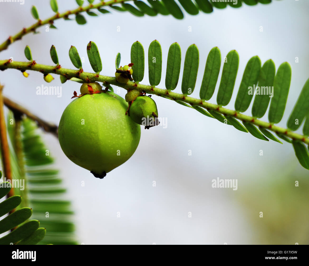 Indian gooseberry, Phyllanthus emblica, dans l'usine. Un ingrédient essentiel de la médecine traditionnelle indienne (Ayurvédique) à base de médicaments. Banque D'Images