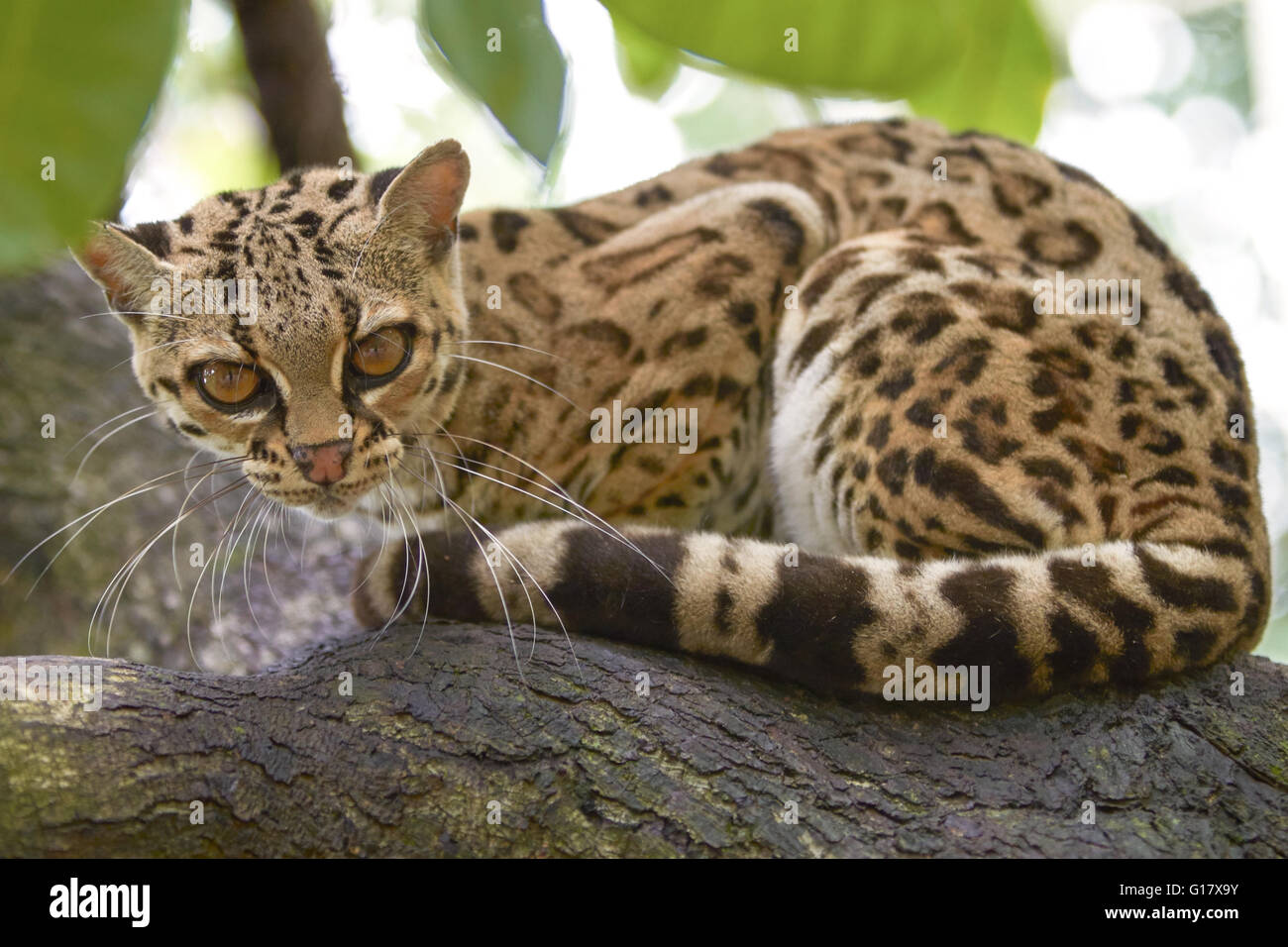 Beau chat margay assis sur la branche dans la forêt tropicale du Honduras et du Costa Rica Banque D'Images