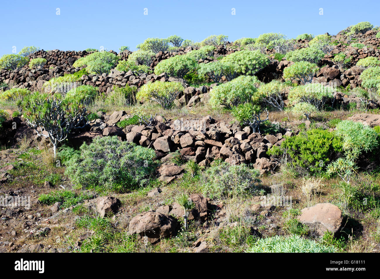 La flore et la nature sur l'île de La Gomera, Espagne Banque D'Images