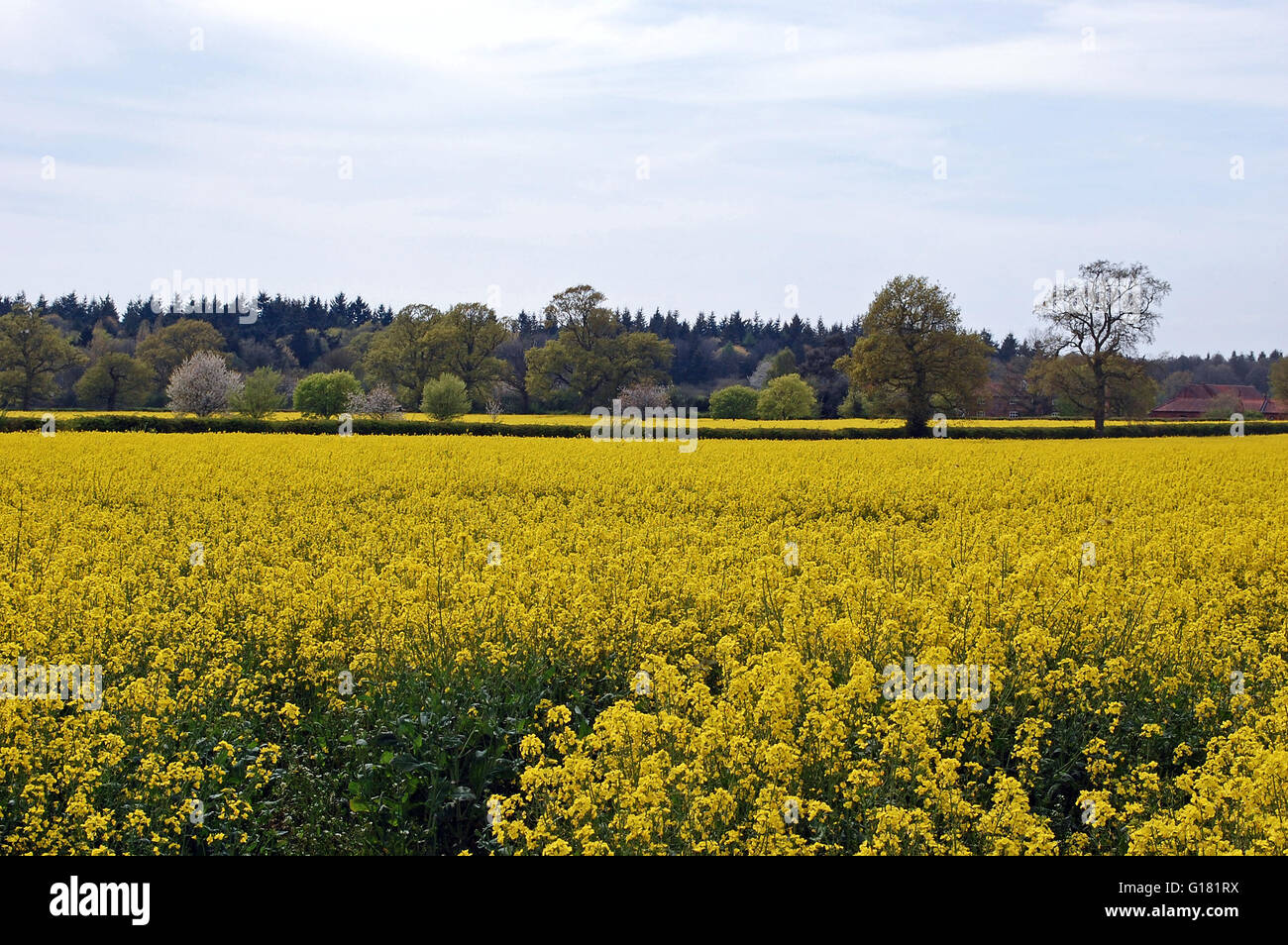 Les fleurs jaune vif d'une récolte de colza dans la campagne anglaise au printemps, avec la floraison des arbres dans l'arrière-plan Banque D'Images Les fleurs jaune vif d'une récolte de colza dans la campagne anglaise au printemps, avec la floraison des arbres dans l'arrière-plan Banque D'Images