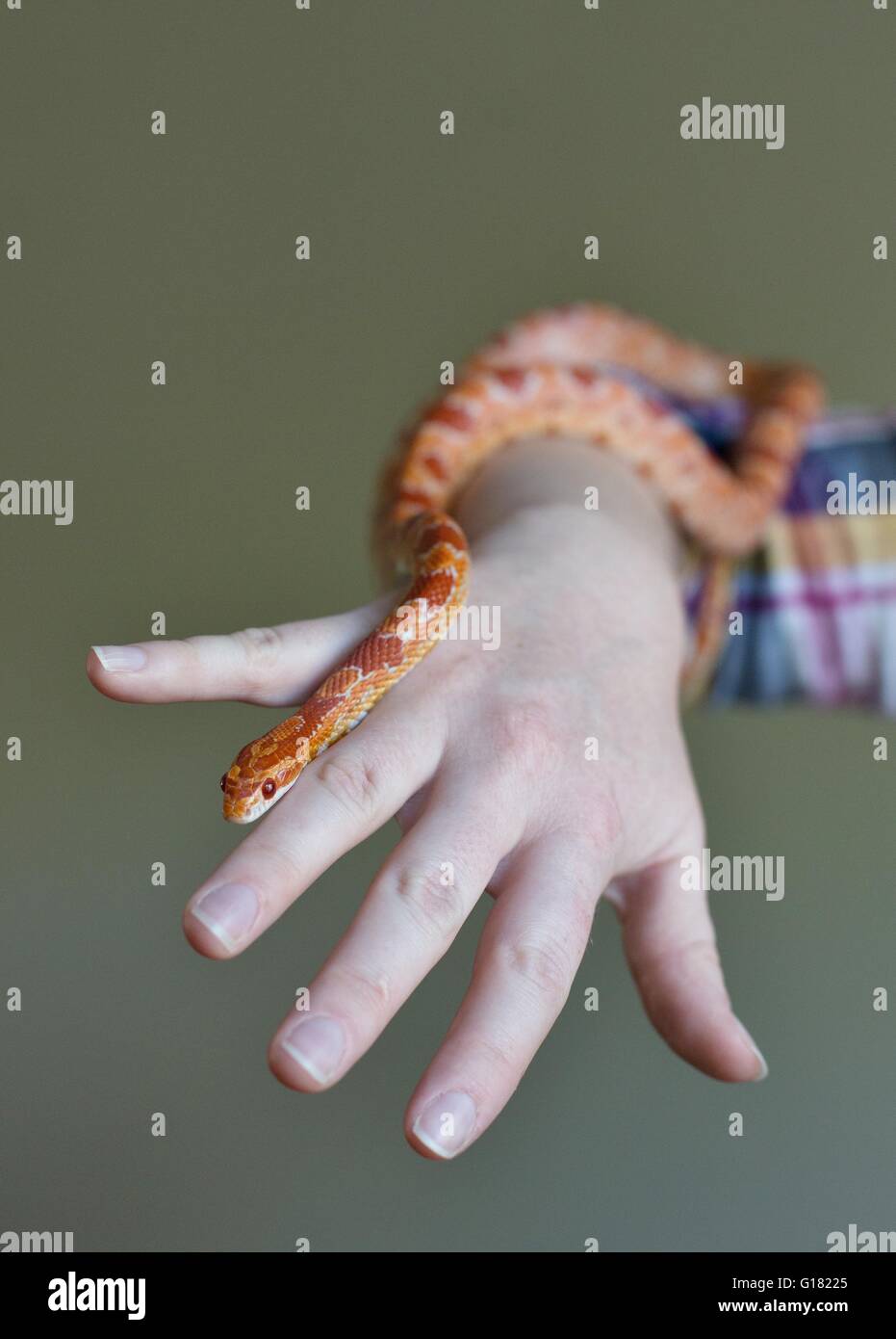Une personne avec un serpent de maïs. Banque D'Images