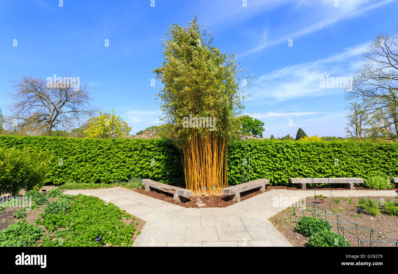 La gorge jaune voyante bambou (Phyllostachys aureosulcata f. spectabilis), RHS Gardens at Wisley, Surrey, UK au printemps sur une journée ensoleillée avec ciel bleu Banque D'Images