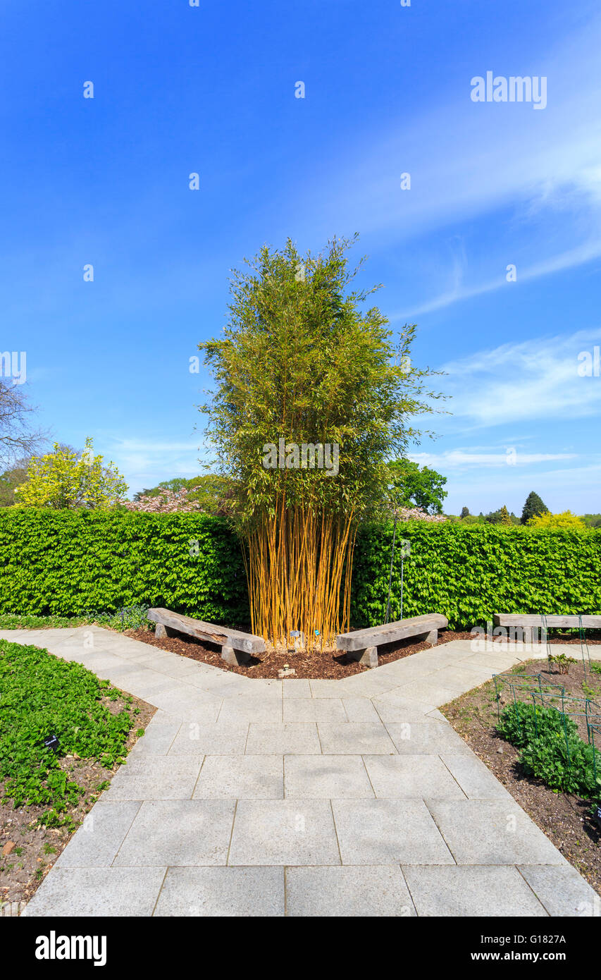 La gorge jaune voyante bambou (Phyllostachys aureosulcata f. spectabilis), RHS Gardens at Wisley, Surrey, UK au printemps sur une journée ensoleillée avec ciel bleu Banque D'Images