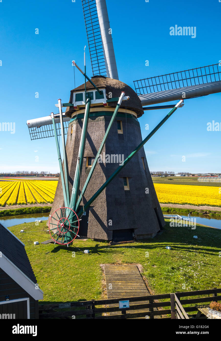 Moulin avec champs de tulipes près du jardin de fleurs Keukenhof à Lisse, Hollande, Pays-Bas Banque D'Images