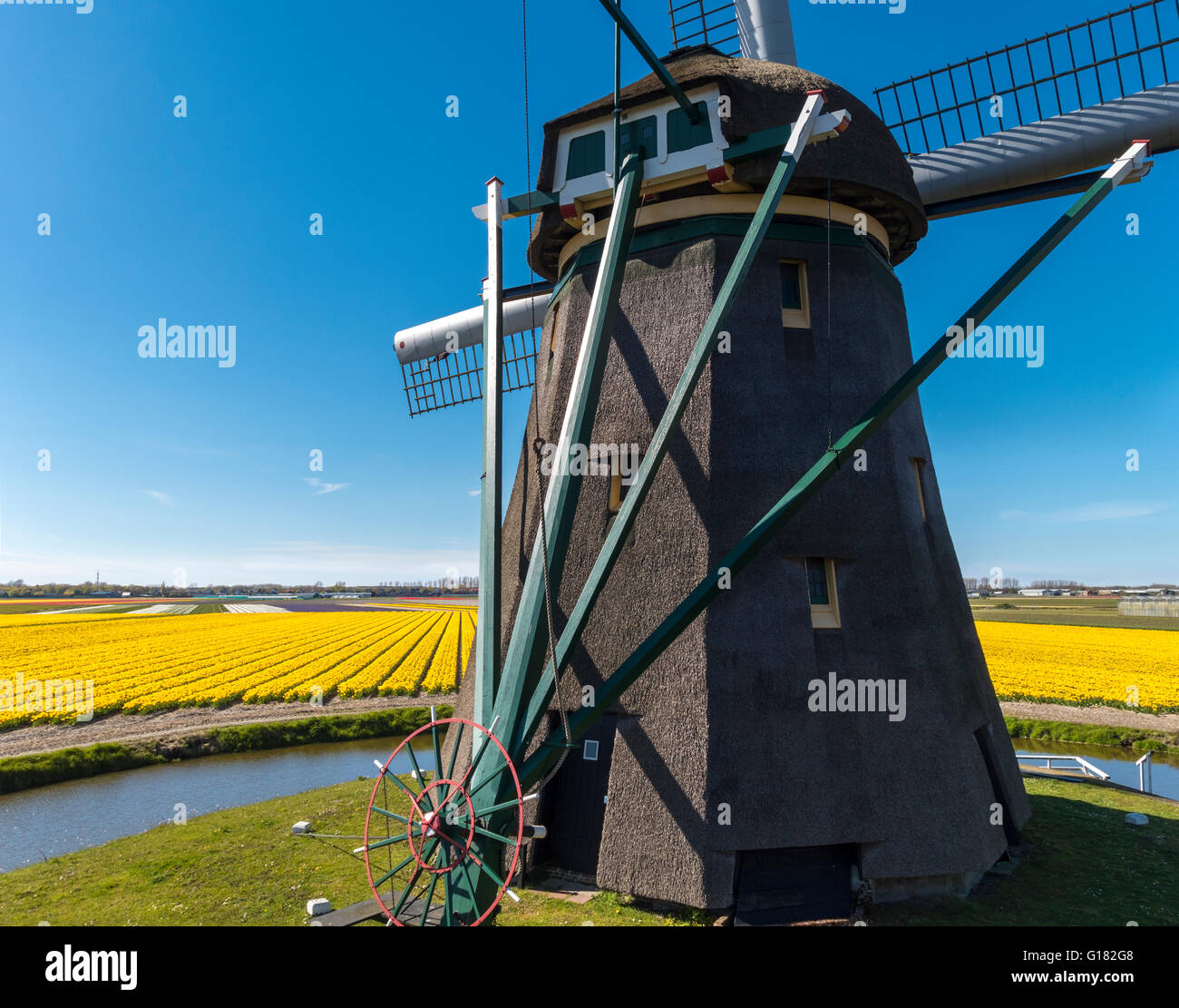 Moulin avec champs de tulipes près du jardin de fleurs Keukenhof à Lisse, Hollande, Pays-Bas Banque D'Images