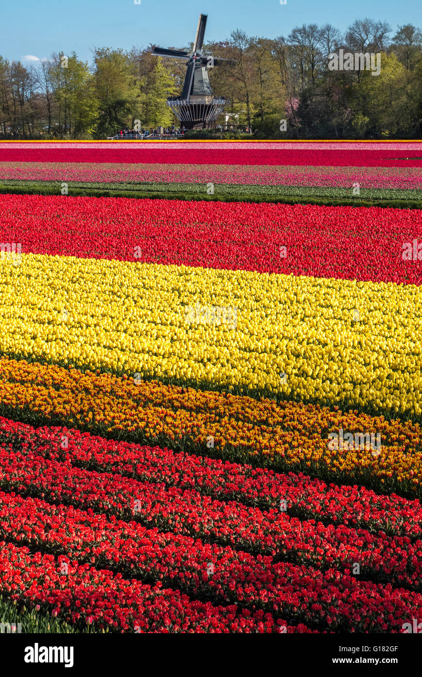 Jardins de Keukenhof avec moulin à vent. La floraison des tulipes, des champs de tulipes entourant le jardin de fleurs Keukenhof. Banque D'Images