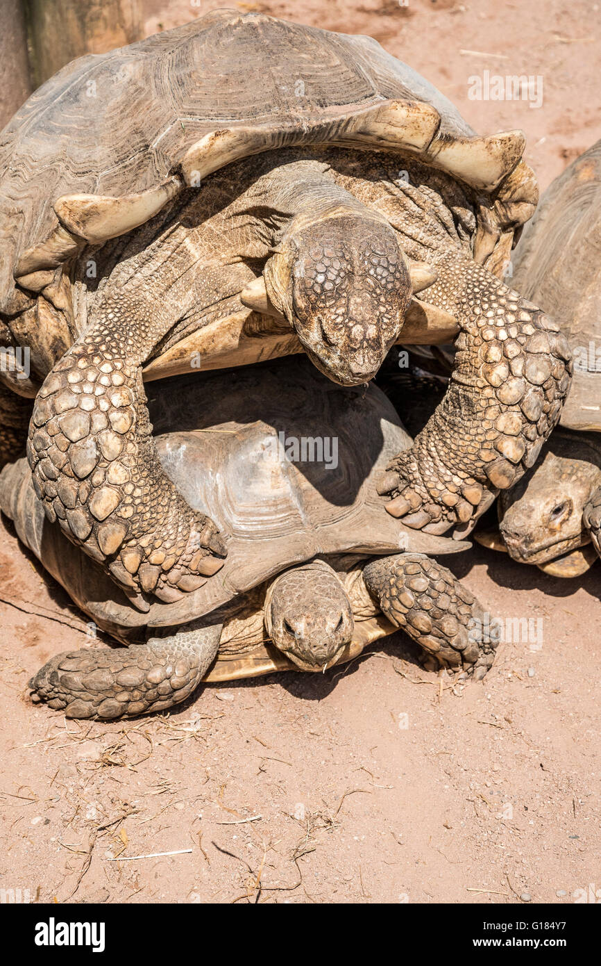 Deux tortues terrestres l'accouplement,le zoo, Lancashire, Angleterre, Royaume-Uni Banque D'Images