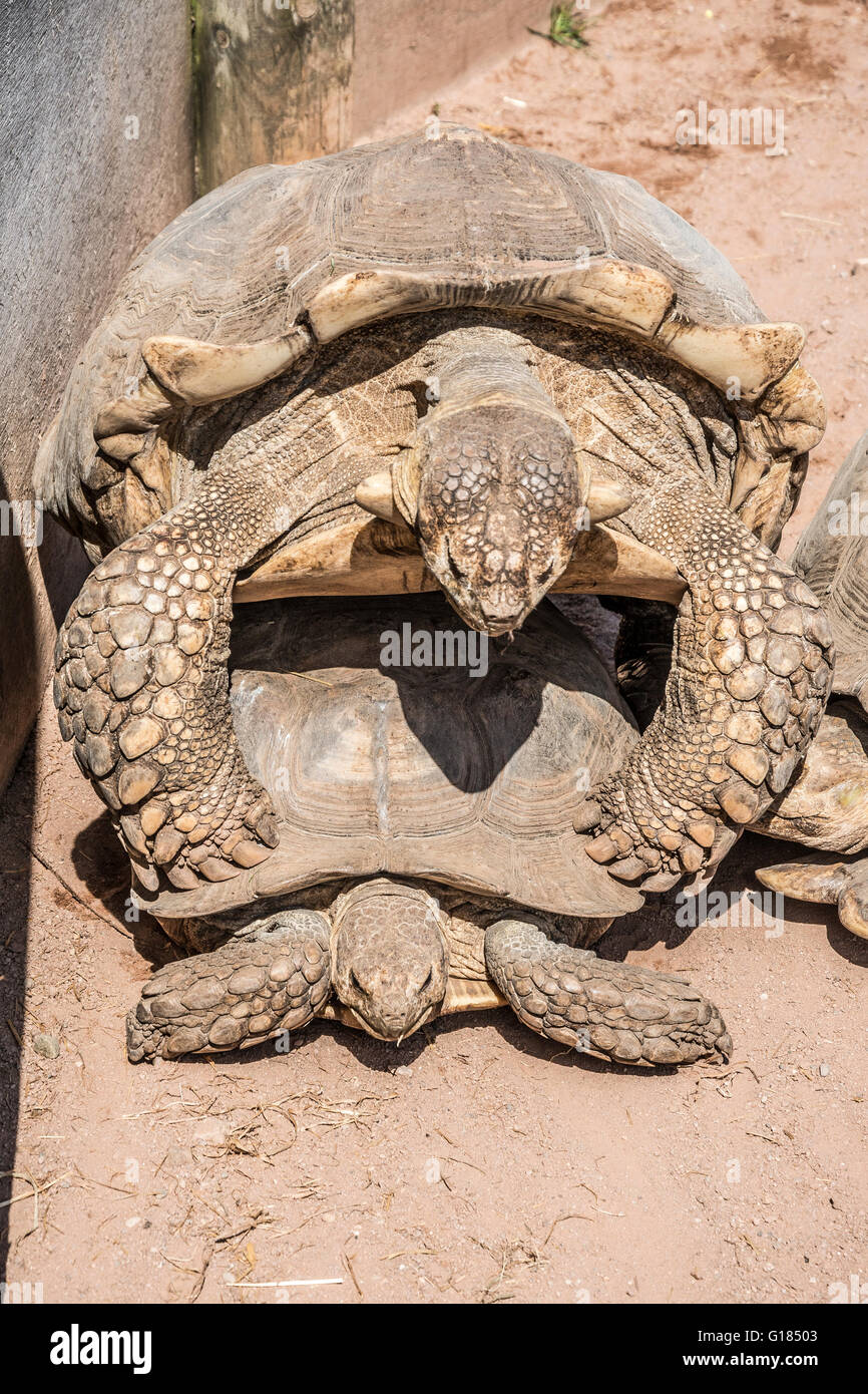 Deux tortues terrestres l'accouplement,le zoo, Lancashire, Angleterre, Royaume-Uni Banque D'Images