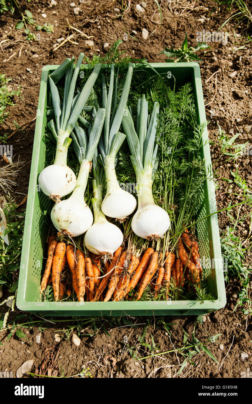Caisse d'oignons verts et de jeunes carottes en ferme biologique Banque D'Images