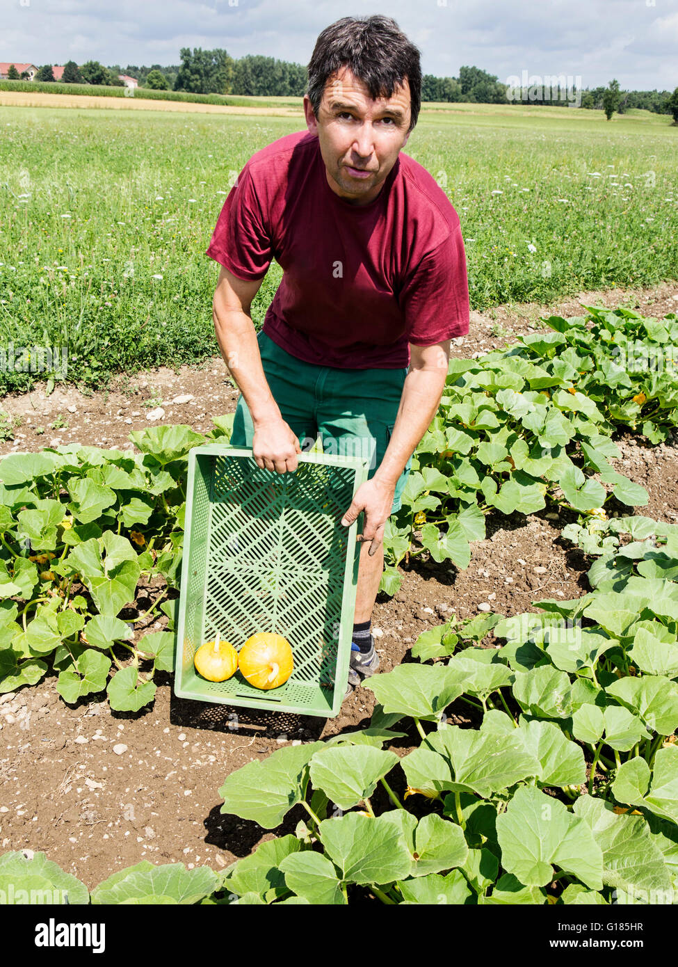 Agriculteur avec cage pour citrouilles dans ferme bio Banque D'Images