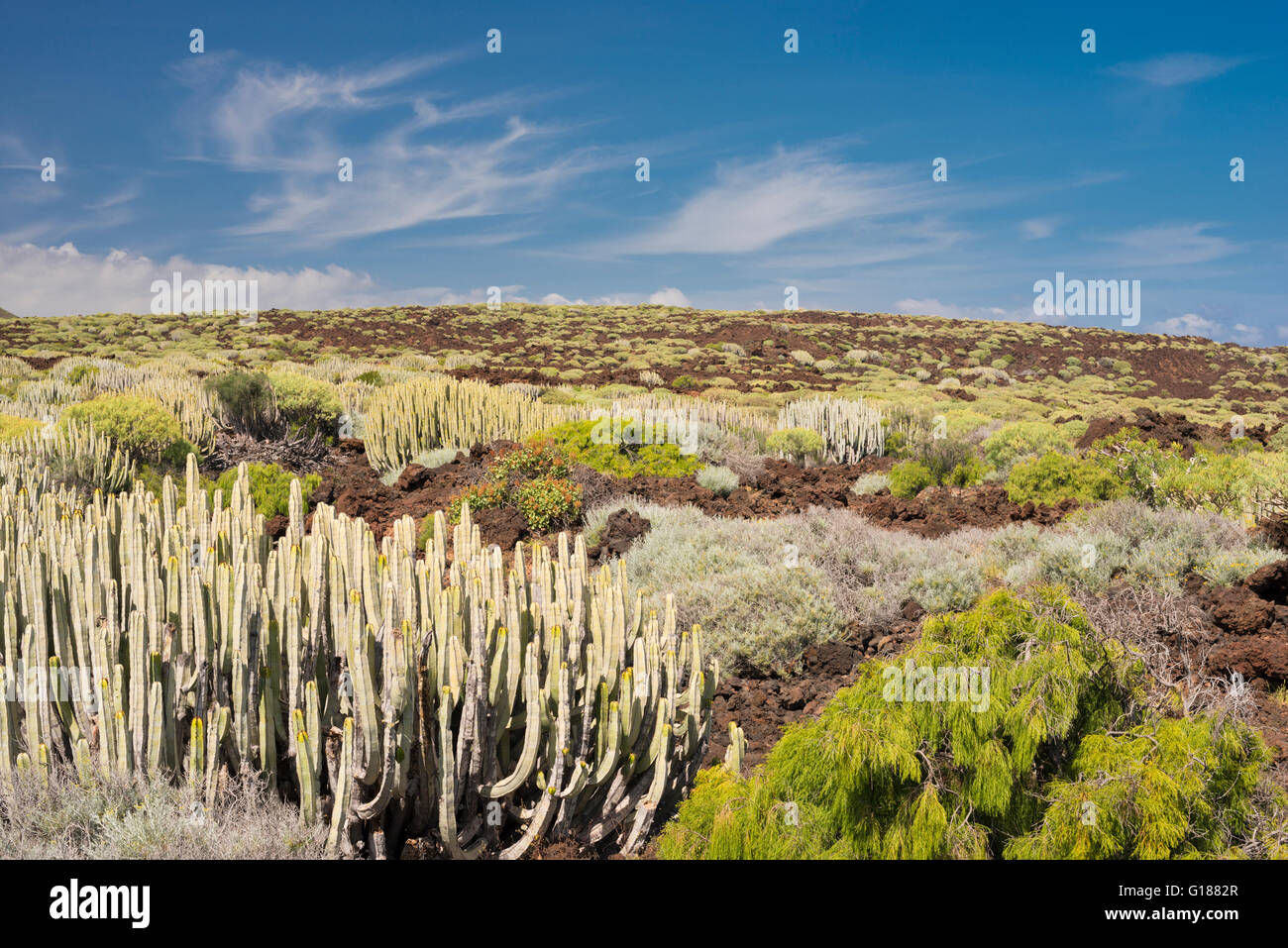 Le Malpais de Güimar, Tenerife, avec sa flore des plantes indigènes qui vivent dans les zones arides et extrêmement atmosphère saturé de sel Banque D'Images