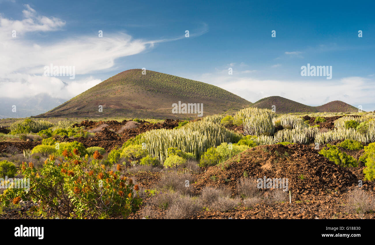 Le Malpais de Güimar, Tenerife, avec sa flore des plantes indigènes qui vivent dans les zones arides et extrêmement atmosphère saturé de sel Banque D'Images