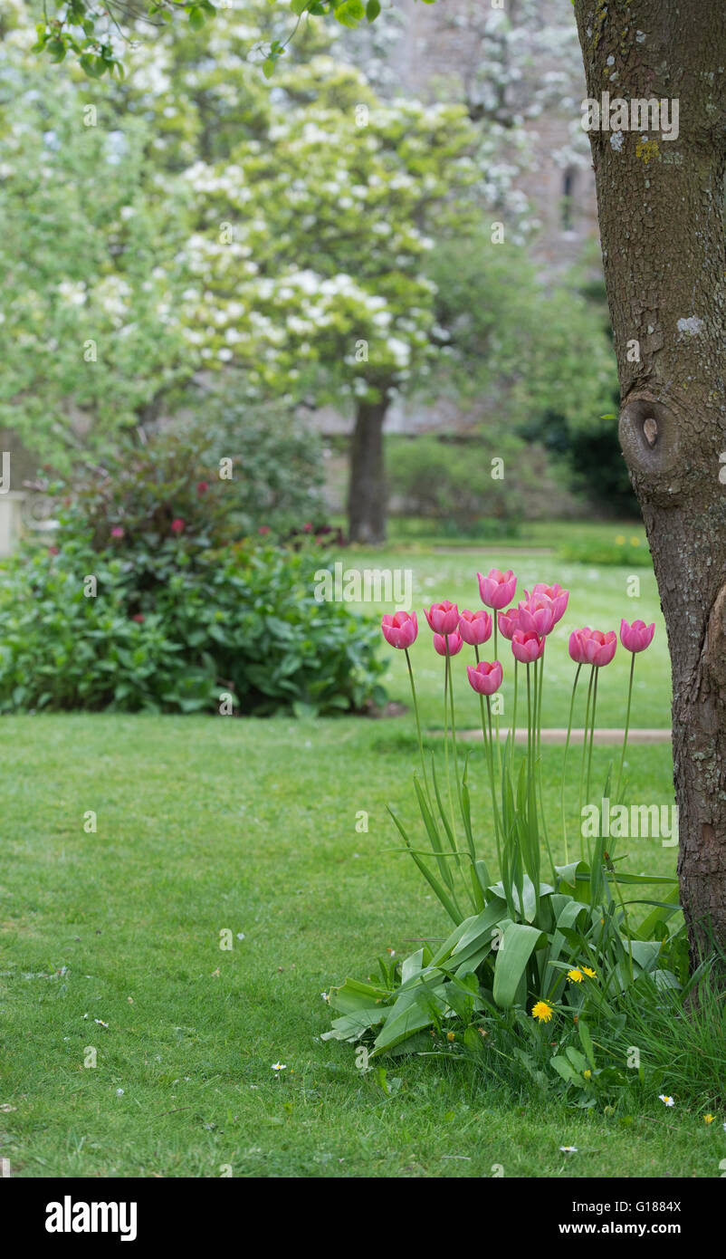 Tulipe rose à Rousham House et jardin. Oxfordshire, Angleterre Banque D'Images