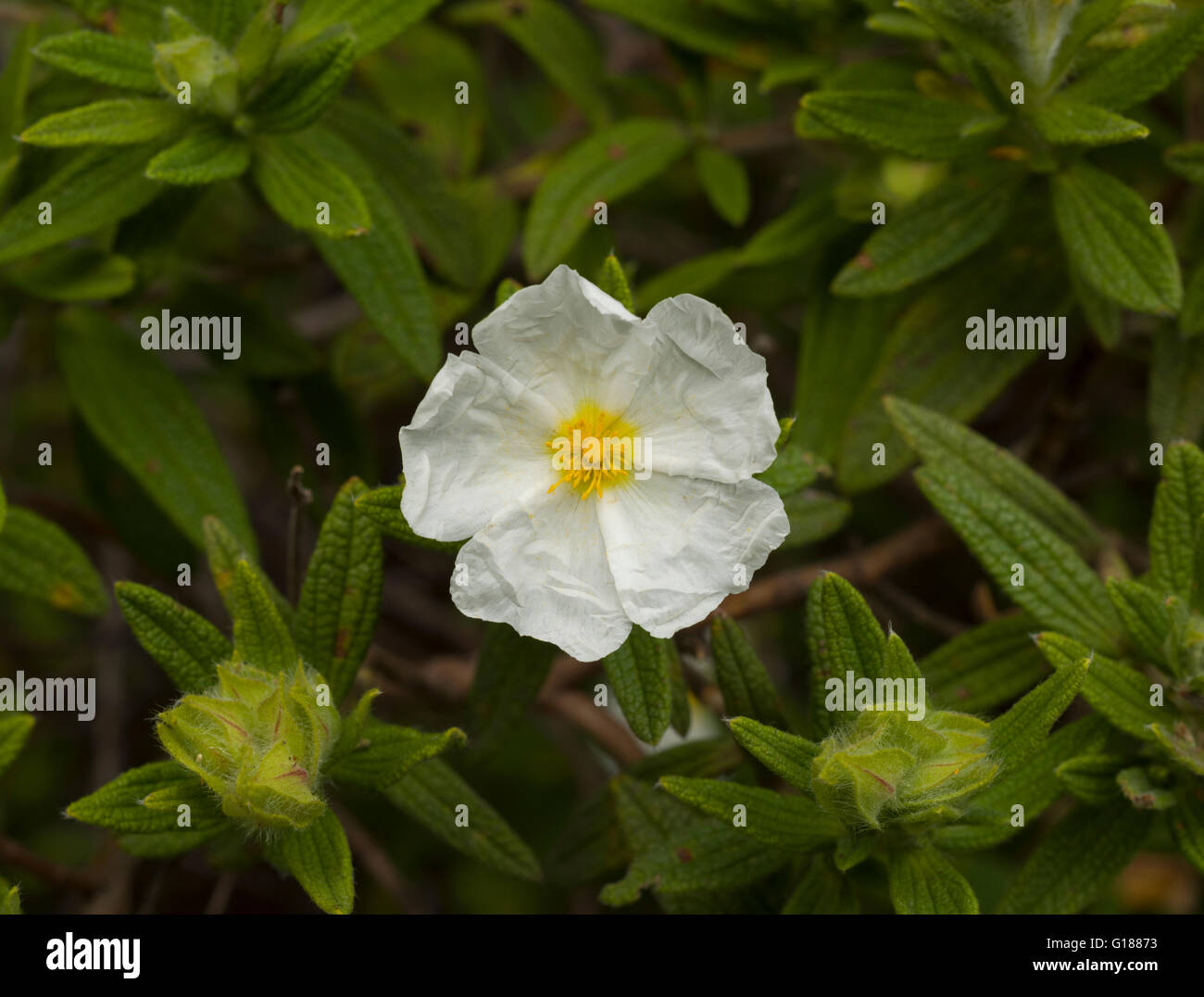 Close-up of Fleur de Ciste à feuilles étroites (cistus monspeliensis) à monteverde près de Woodland, Teno Alto Tenerife Banque D'Images