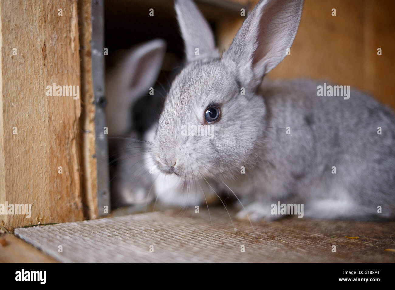 Adorable jeune bunny dans une grande cage en bois à farm house. Curieux petit lapin gris à hutch Banque D'Images