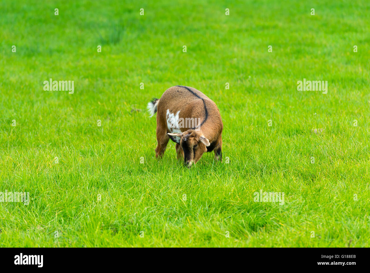 Une chèvre brune de manger de l'herbe verte à la ferme Banque D'Images