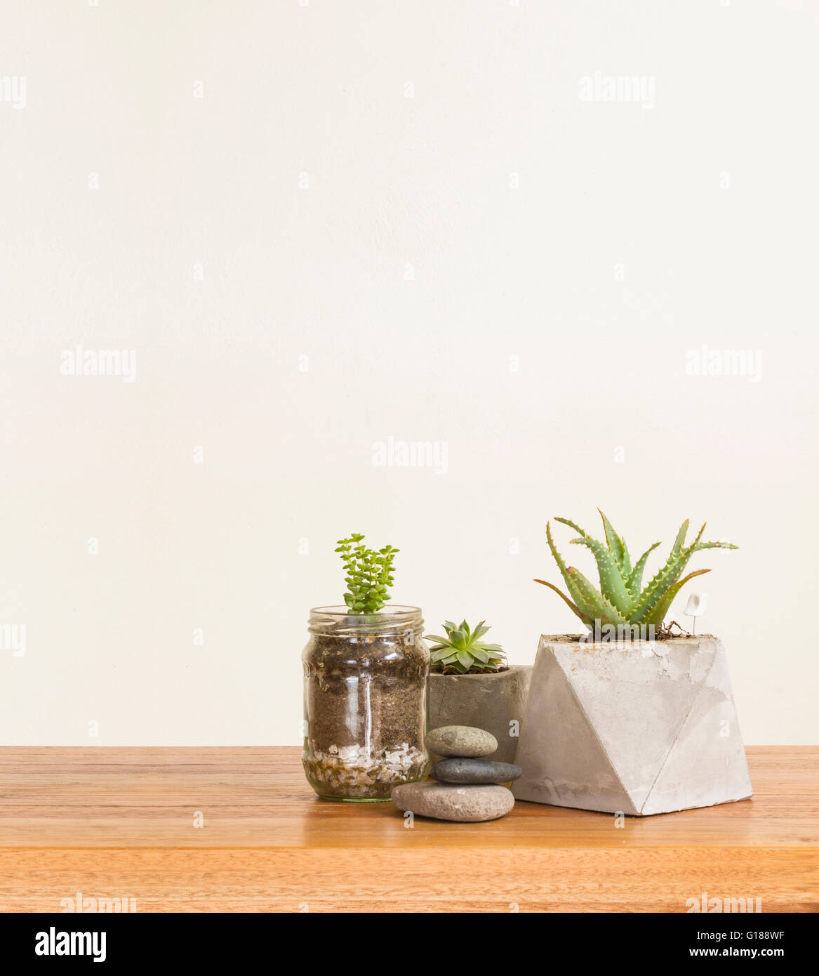 Les plantes succulentes et les pierres Banque D'Images