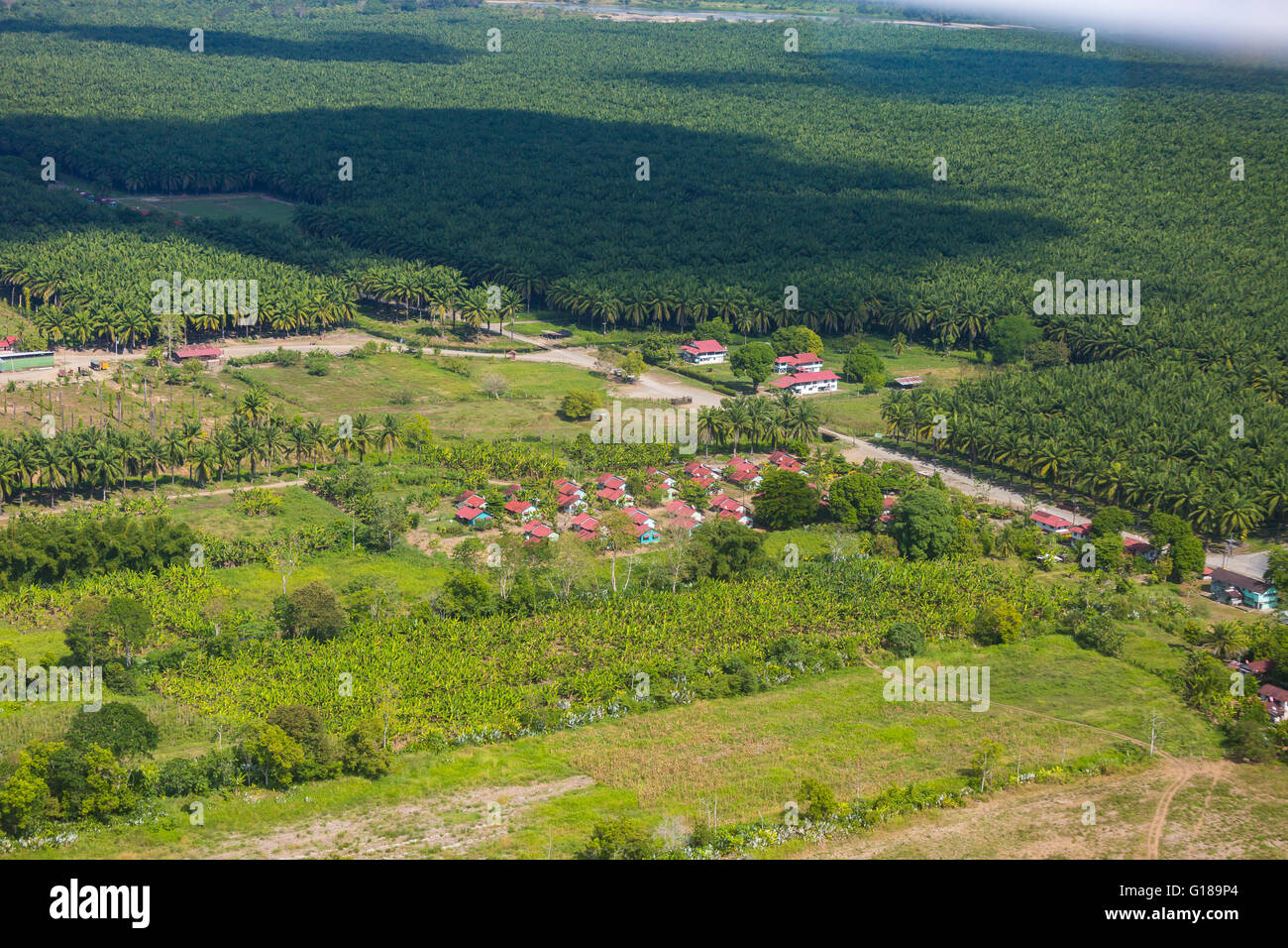 PROVINCE DE PUNTARENAS, COSTA RICA - Vue aérienne de plantation de palmiers à huile et de l'établissement. Banque D'Images