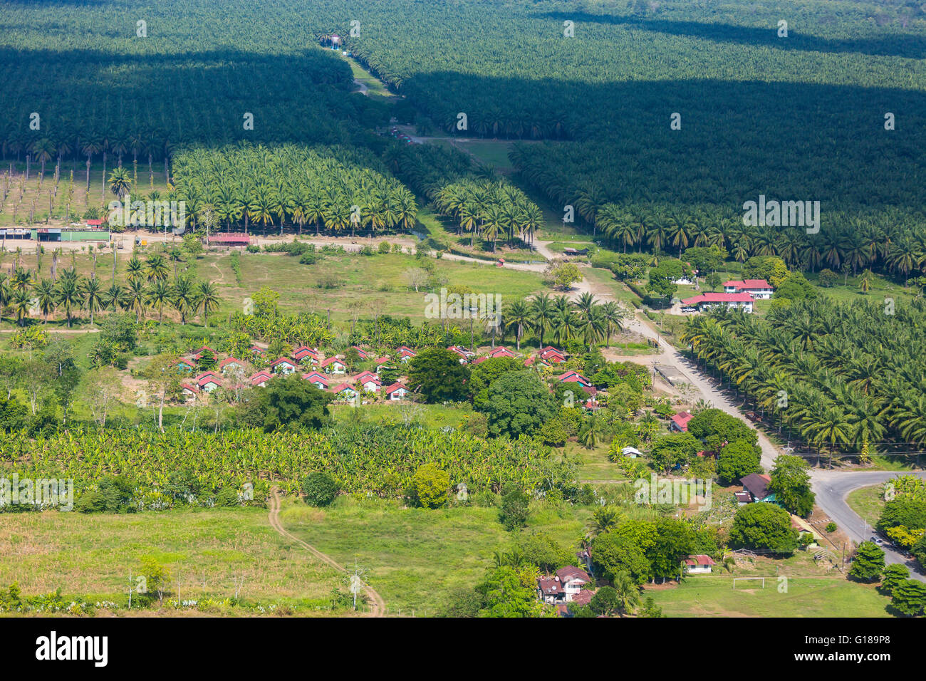 COSTA RICA - Vue aérienne de plantation de palmiers à huile et de l'établissement. Banque D'Images