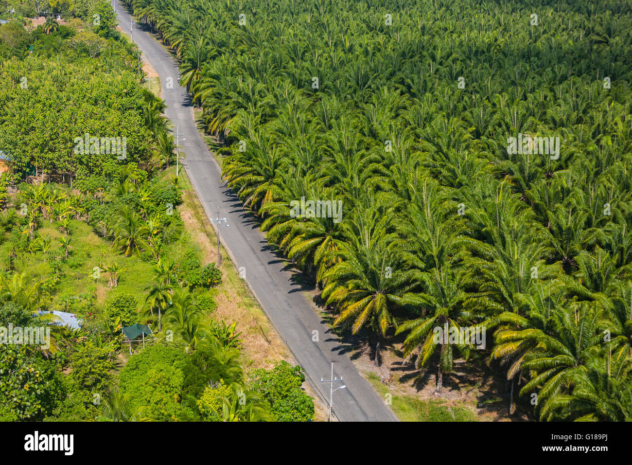 PALMAR SUR, COSTA RICA - Vue aérienne de plantation de palmiers à huile, et de la route, dans la province de Puntarenas Banque D'Images