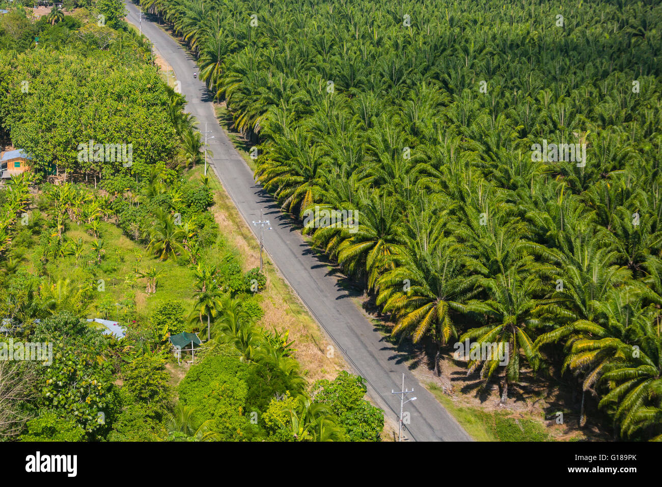 PALMAR SUR, COSTA RICA - Vue aérienne de plantation de palmiers à huile, et de la route, dans la province de Puntarenas Banque D'Images