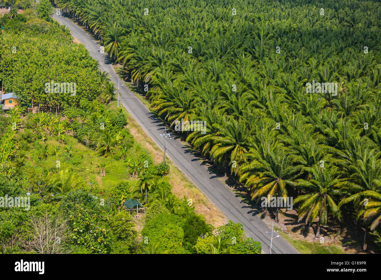 PALMAR SUR, COSTA RICA - Vue aérienne de plantation de palmiers à huile, dans la province de Puntarenas Banque D'Images