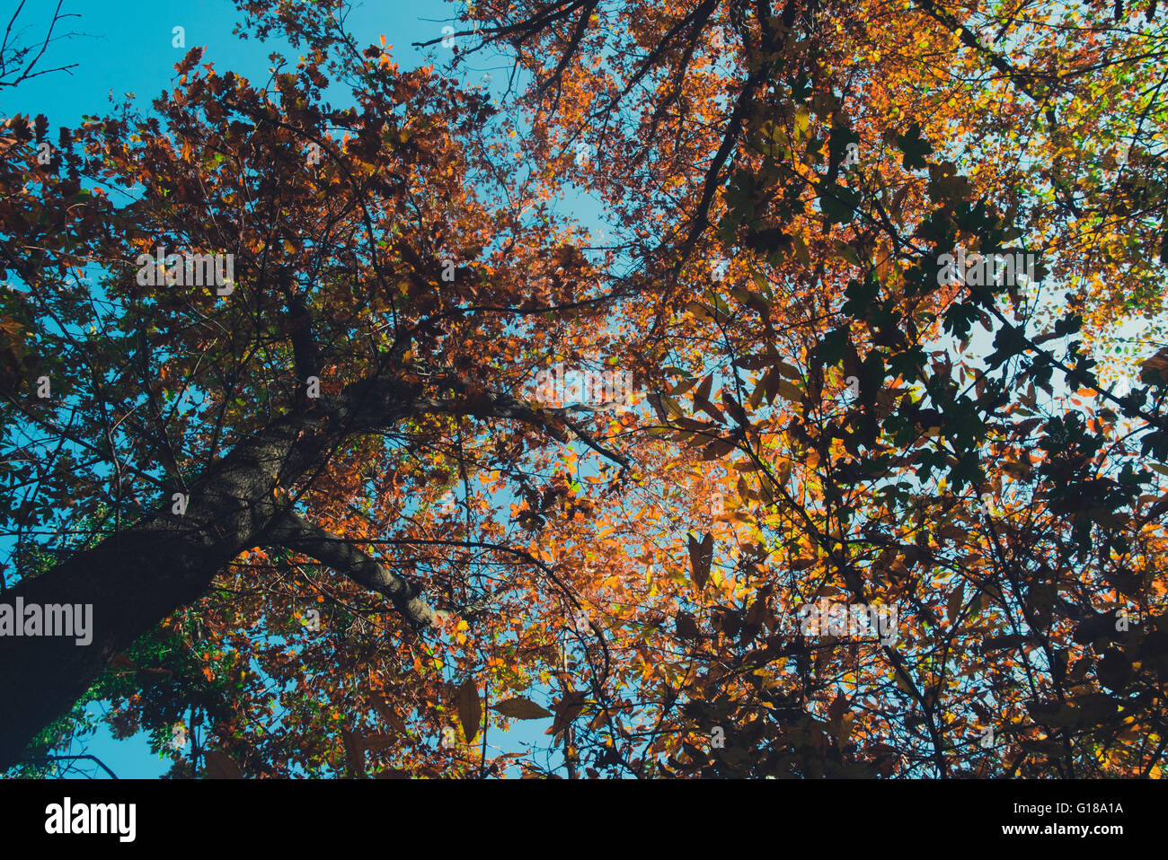 Bois colorés et forêt en automne Banque D'Images