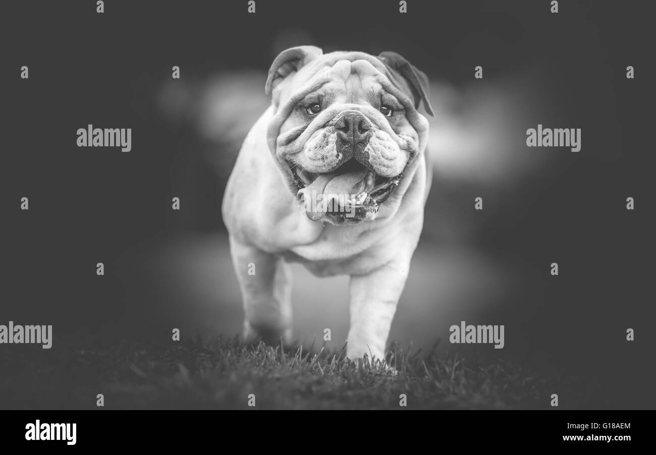 Bulldog anglais photo en noir et blanc Banque D'Images