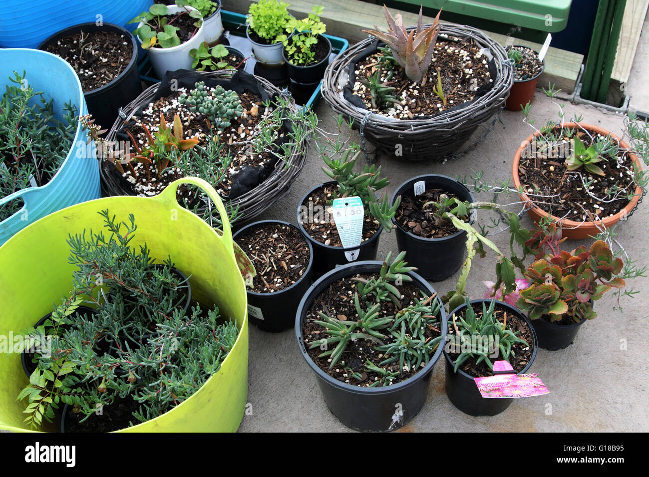 Variétés de plantes grasses mixtes dans un pot Banque D'Images