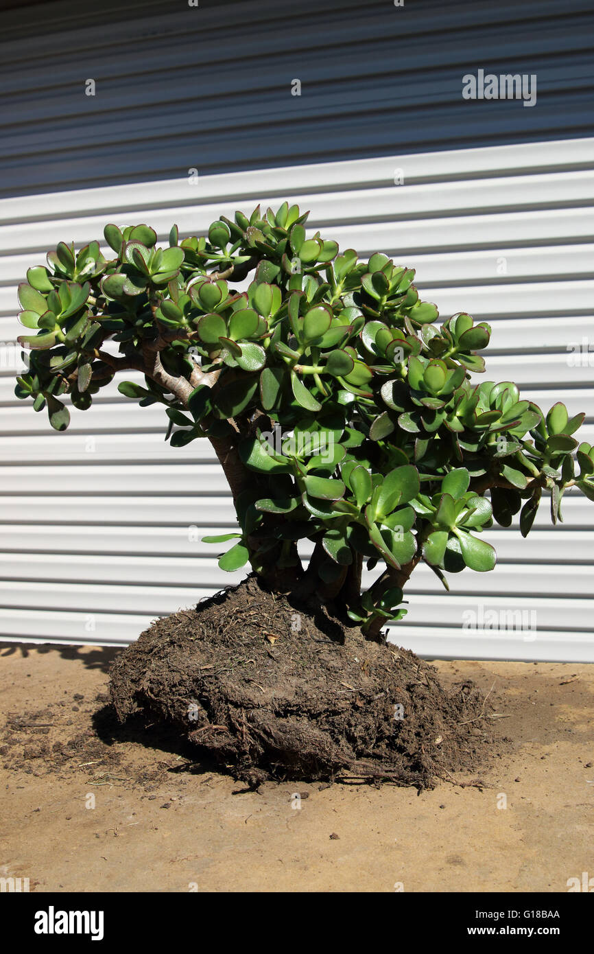 Crassula ovata ou Jade plant prêt à être planté dans le sol Banque D'Images
