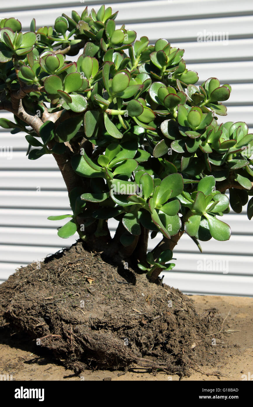 Crassula ovata ou Jade plant prêt à être planté dans le sol Banque D'Images