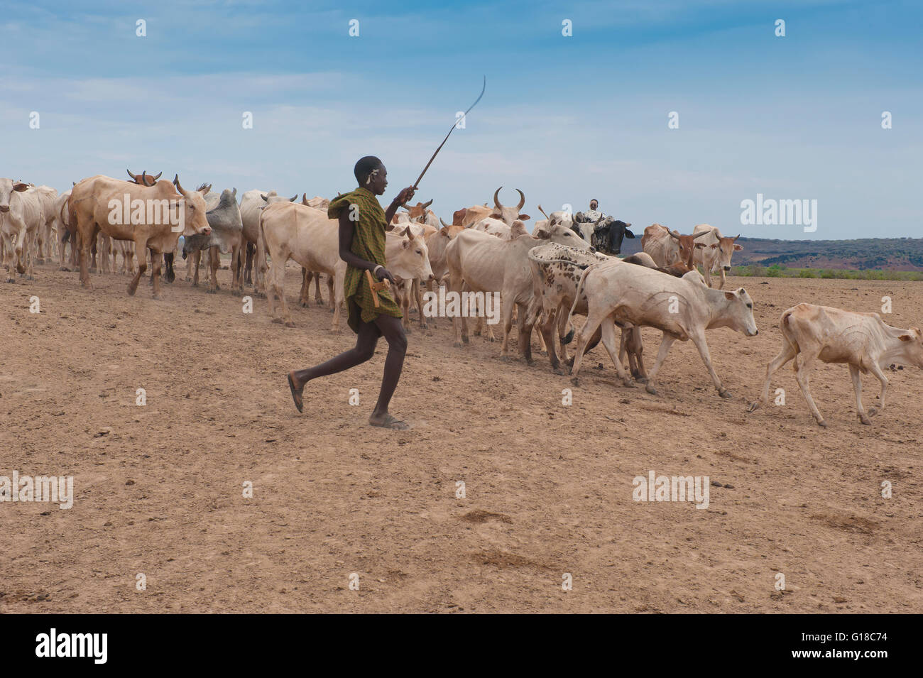 Les Nyangatom (Bumi) bouvier conduisant un troupeau de vache, la vallée de la rivière Omo, en Ethiopie Banque D'Images